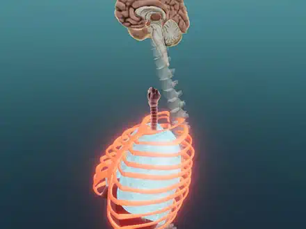 Autonomic Functions