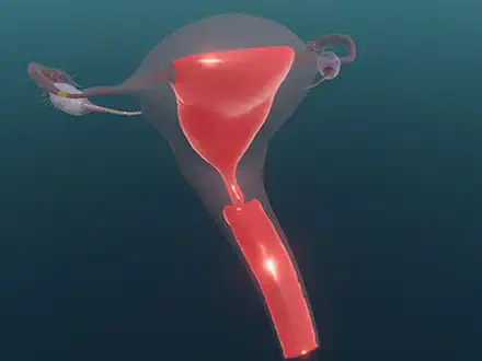Nurturing Uterus