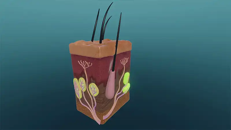 Cutaneous sensation
