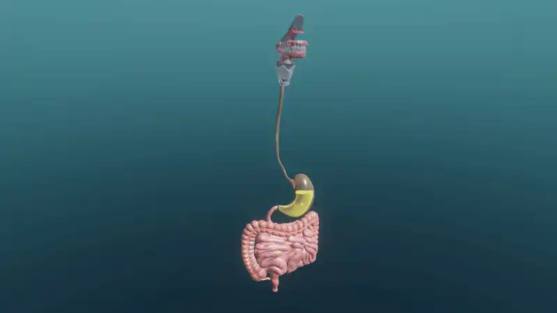 The digestive system