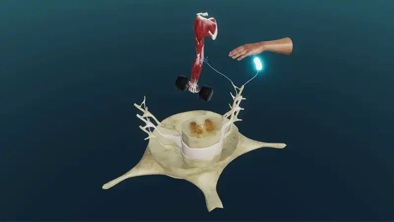 Defensive reflexes
