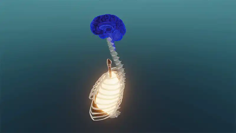 Nervous regulation of respiration