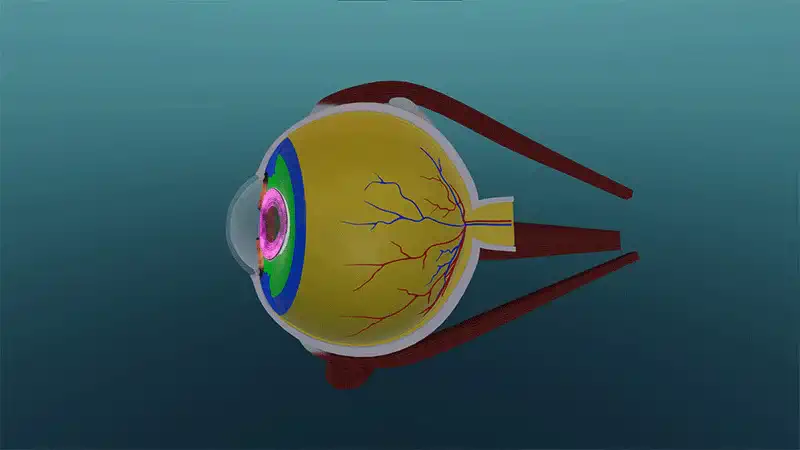 How the eye works