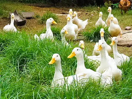 Domestic Ducks
