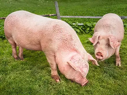 Domestic Pigs