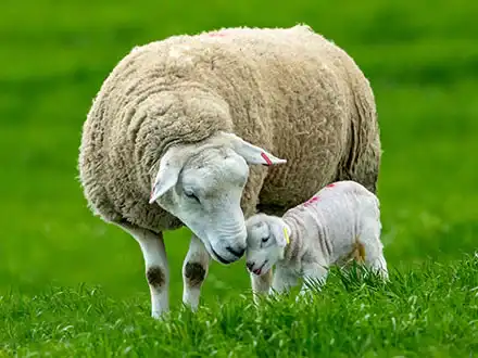Domestic Sheep