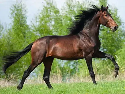 Domestic Horses