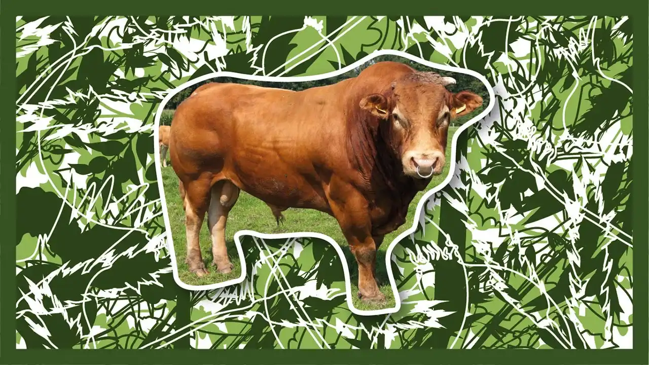 Legen-dairy cattle