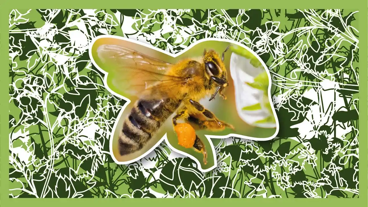 The science of honey making